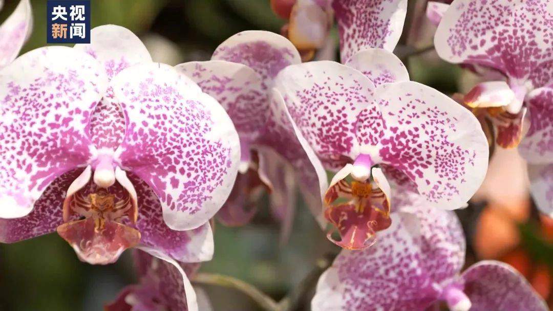 搜索量暴增2000%！这个春节有点“潮”