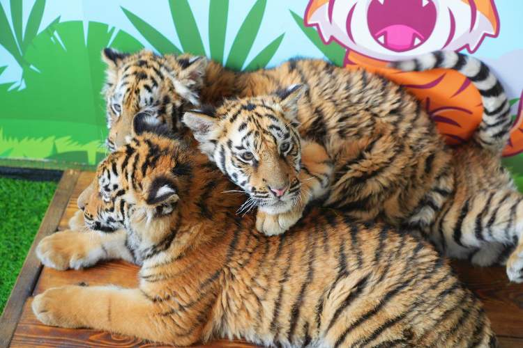 喜讯！济南野生动物世界网红孟加拉虎三胞胎有名字啦！