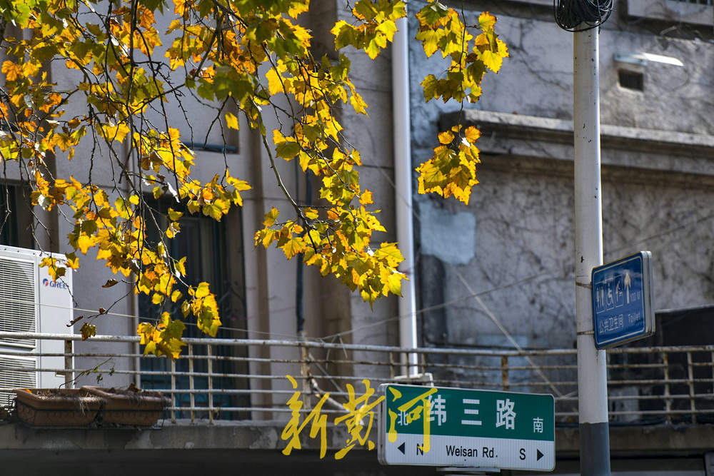 一年四季 泉在济南｜百年法桐织就“金色时光隧道” 济南老商埠冬日披金装 