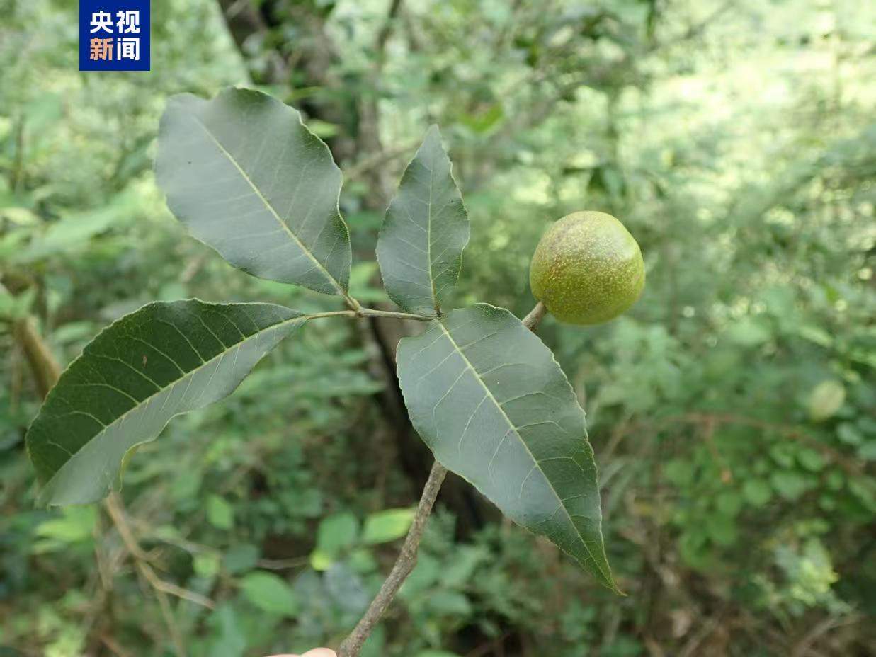 罕见！广西发现面积超10公顷珍稀濒危植物贵州山核桃群落