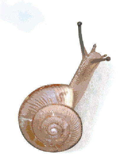 济南发现全球新记录蜗牛物种，命名为佛慧山华蜗牛