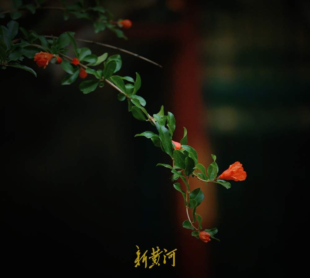 一年四季 泉在济南丨趵突泉畔石榴花开正盛，火红与古典建筑相映成趣