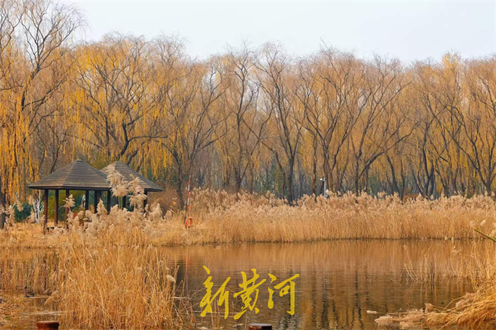 冬日芦苇别样美