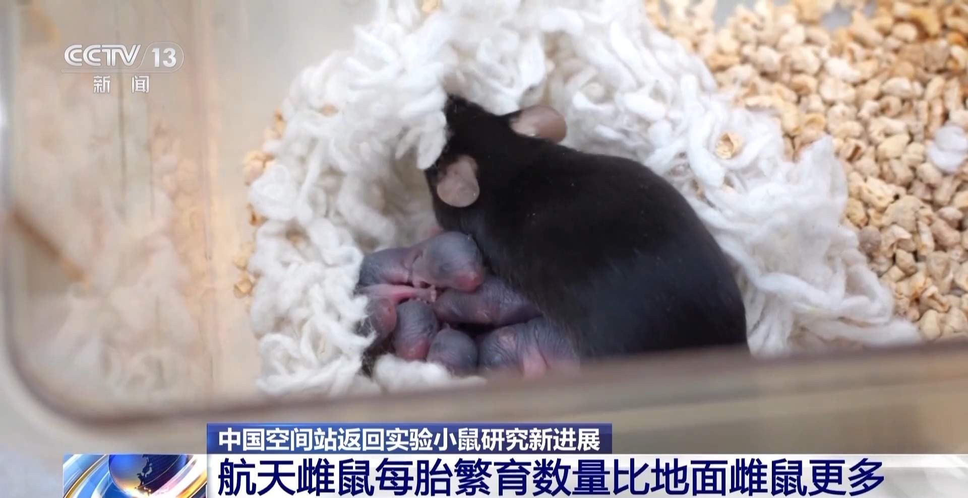 航天小鼠已顺利产下三窝后代 空间繁育研究获新进展