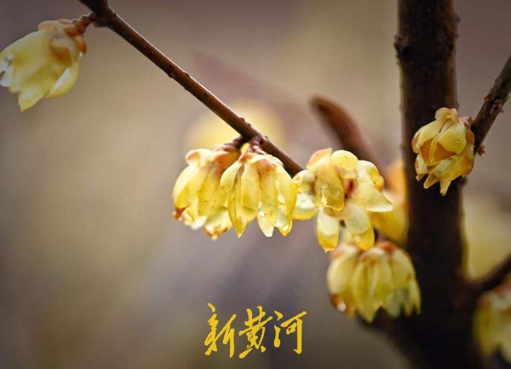 济南春雪过后 趵突泉畔蜡梅傲然绽放