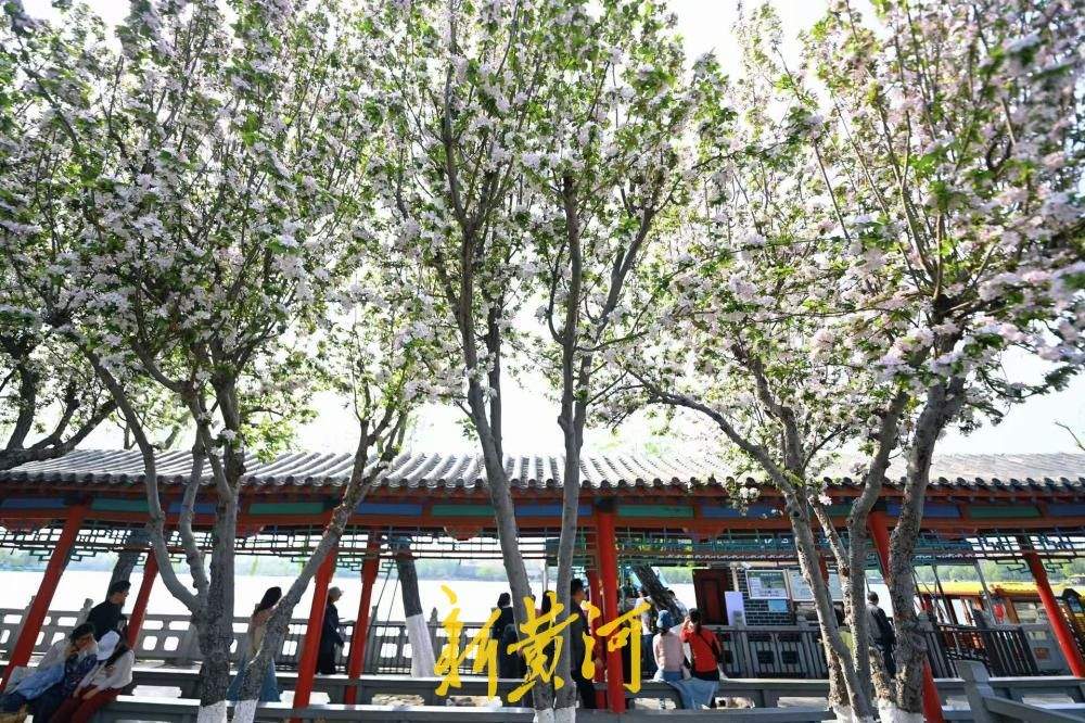 济南春日限定 大明湖得月亭旁海棠盛放惹人醉