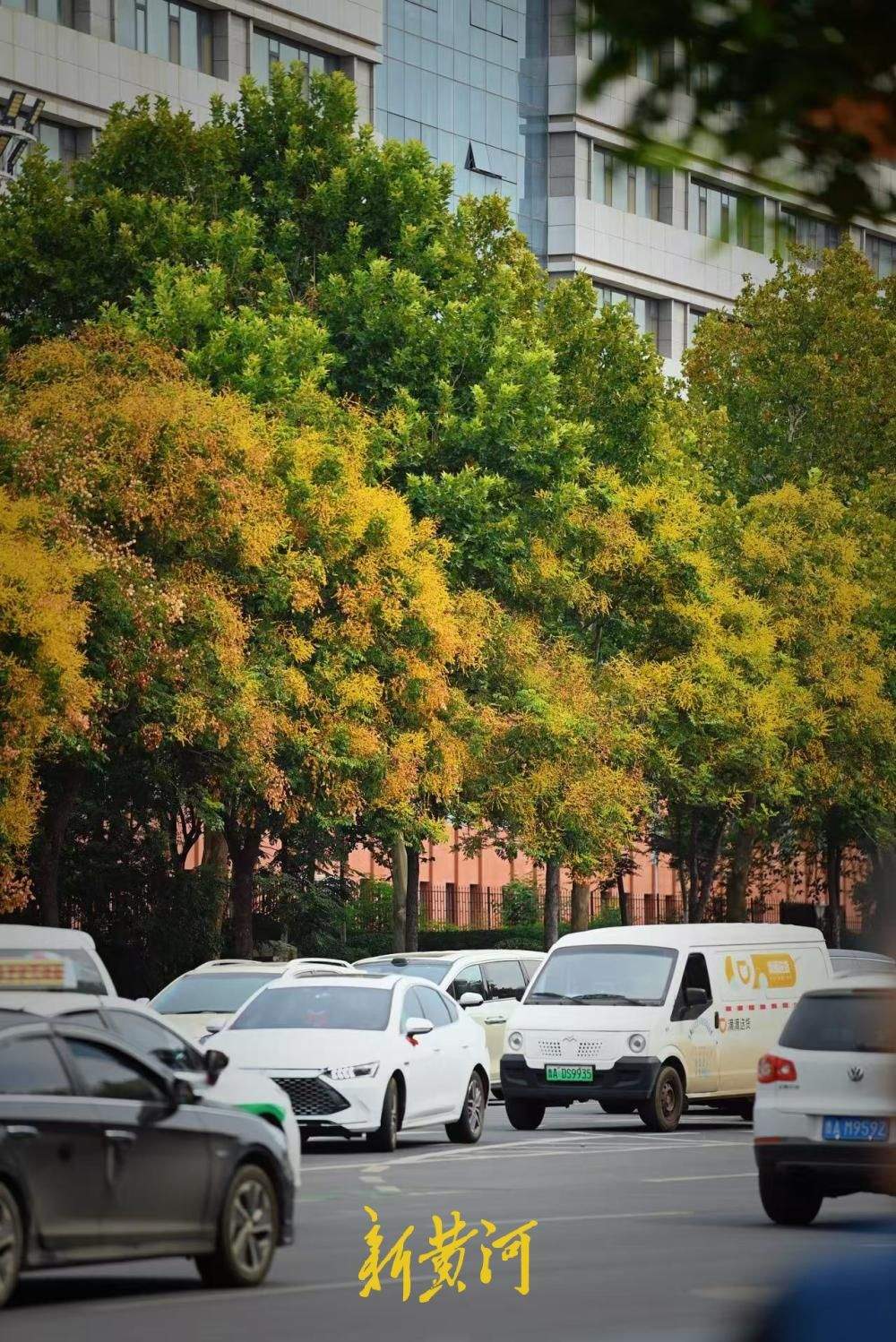 济南经十路栾树泛黄铺展秋日美景
