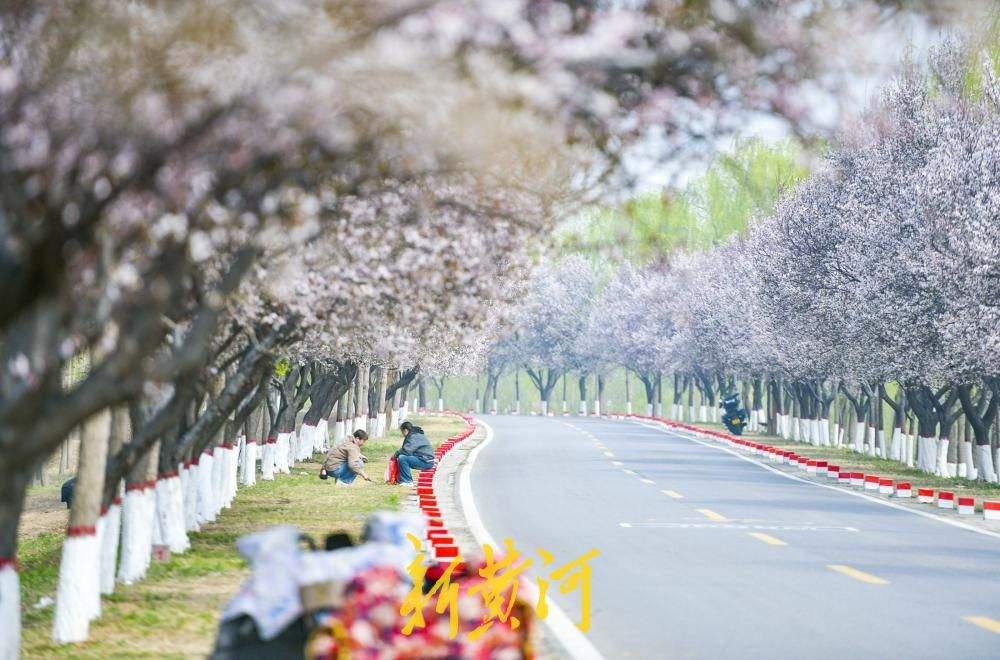 一年四季 泉在济南｜济南数十里“花海大道”亮相黄河畔