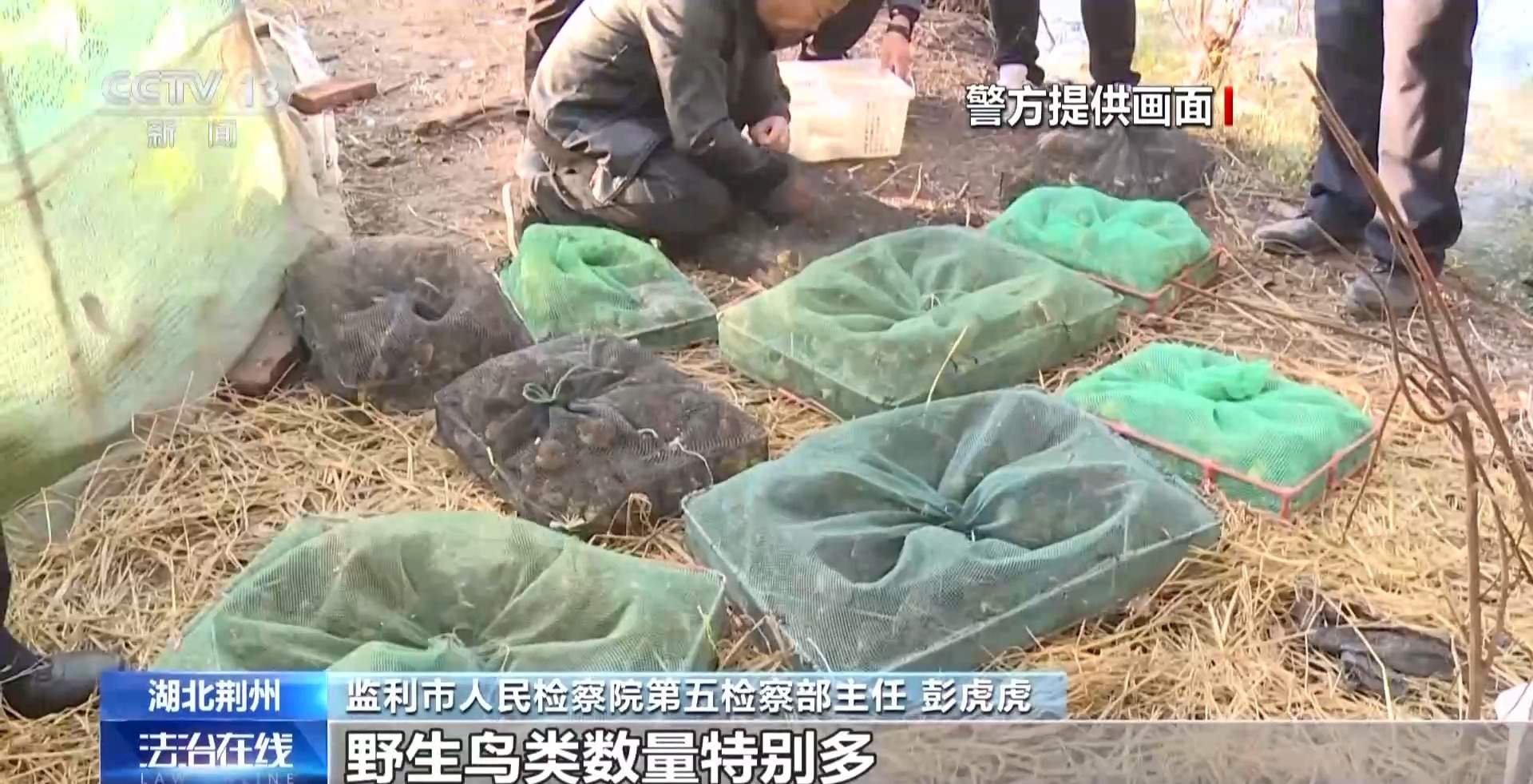 涉案1600余万元 湖北警方打掉54人非法捕杀候鸟团伙