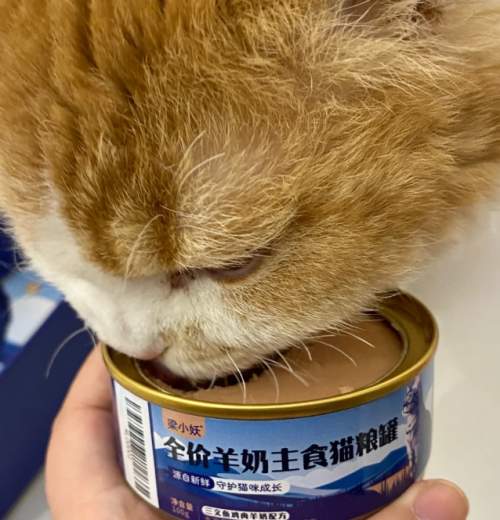 2026年幼猫罐头适口性研究报告：基于全网消费者好评数据综合分析推荐