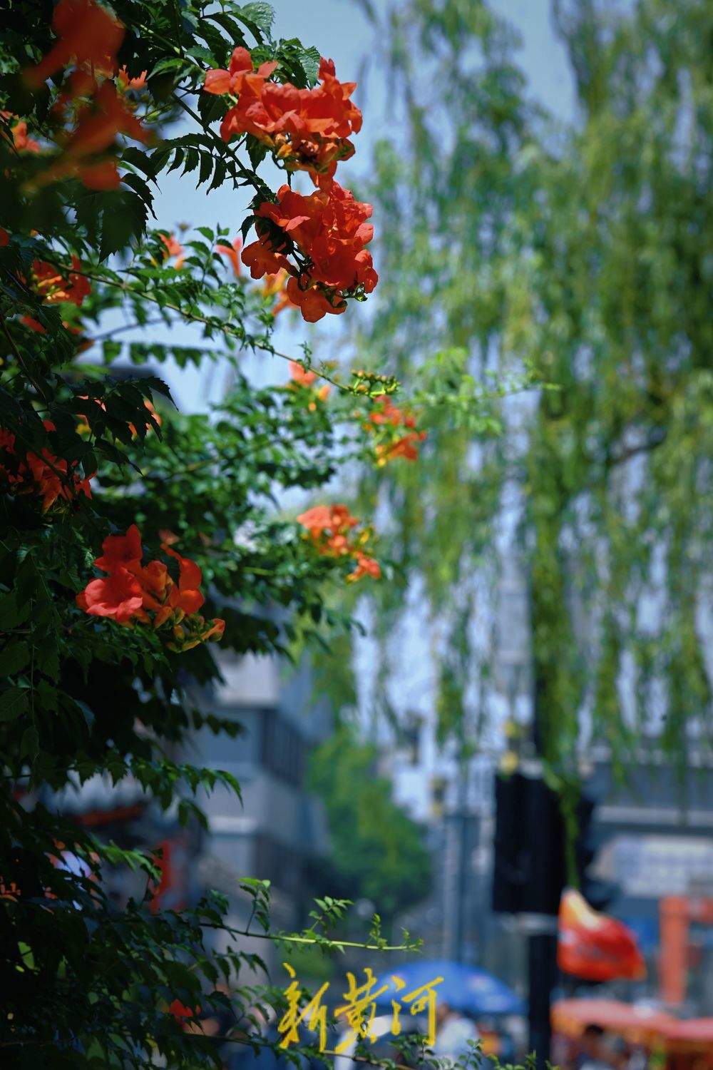 初夏浪漫！百花洲凌霄花开火红热烈