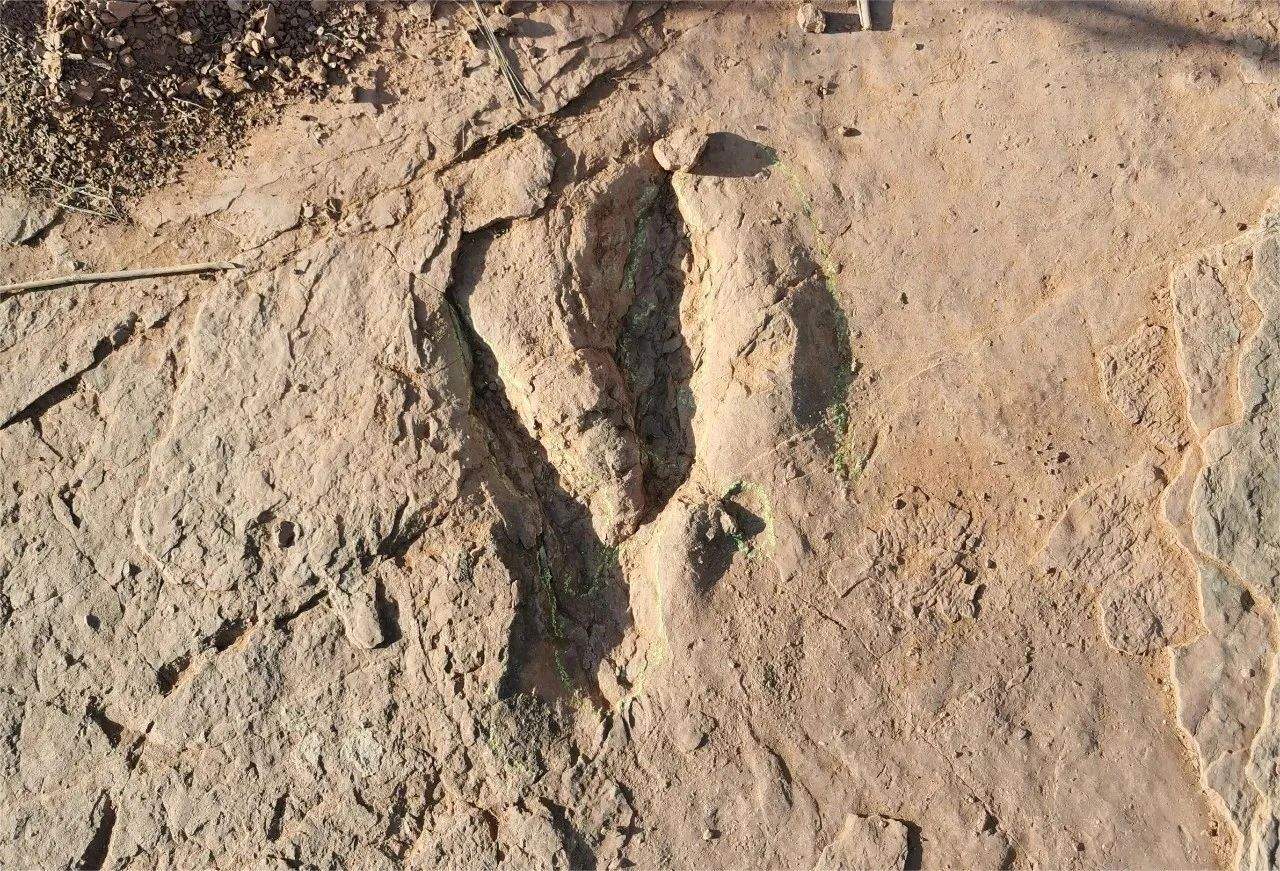 我国科学家发现世界最大恐爪龙类足迹