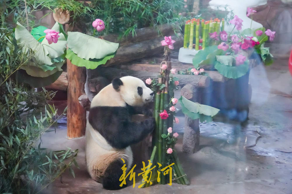 大熊猫“华奥”庆生现场超有范儿！竹子蛋糕、荷花宴引游人粉丝围观