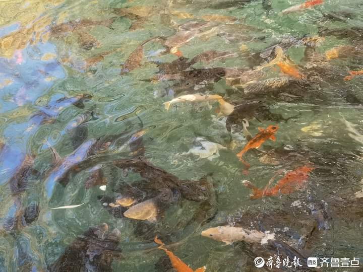 冬日济南珍珠泉，水清鱼美