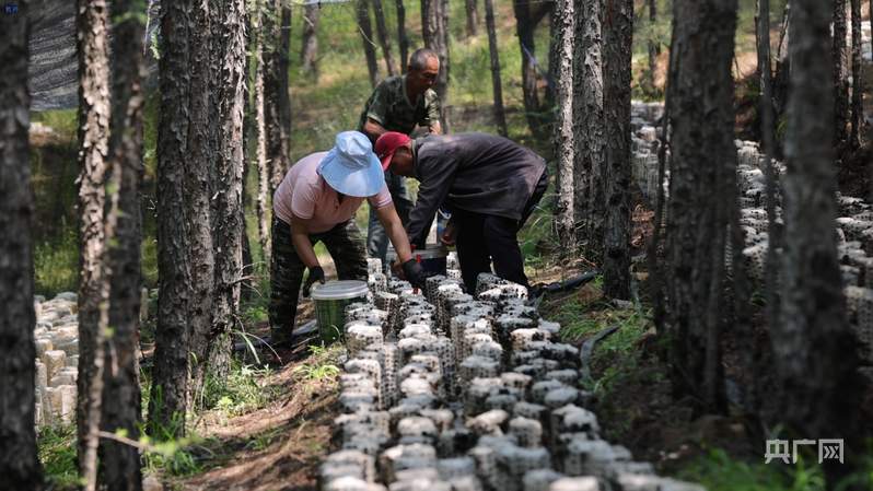 【牢记嘱托·看见美好中国】绿了山村 富了乡亲