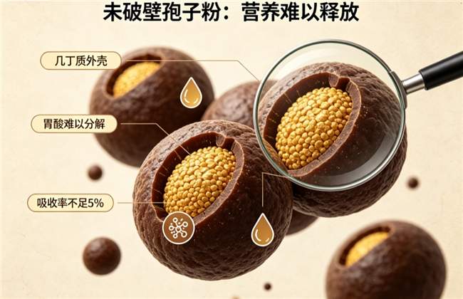 专家解读灵芝滋补核心营养：赤大师有机破壁灵芝孢子粉高吸收，熬夜体虚人群日常调养