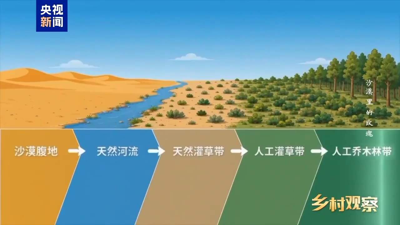 视频丨荒漠也可以成花海 看“沙漠玫瑰”背后的生态之变