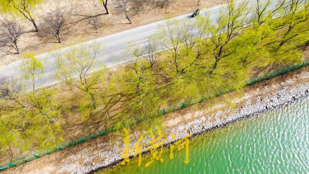 生态廊道春意浓！黄河沉砂池畔一半翠绿一半黄