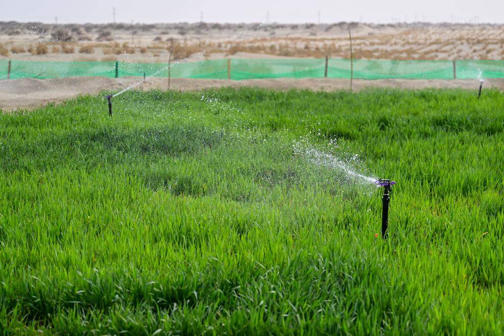 新疆粮食单产蝉联全国第一