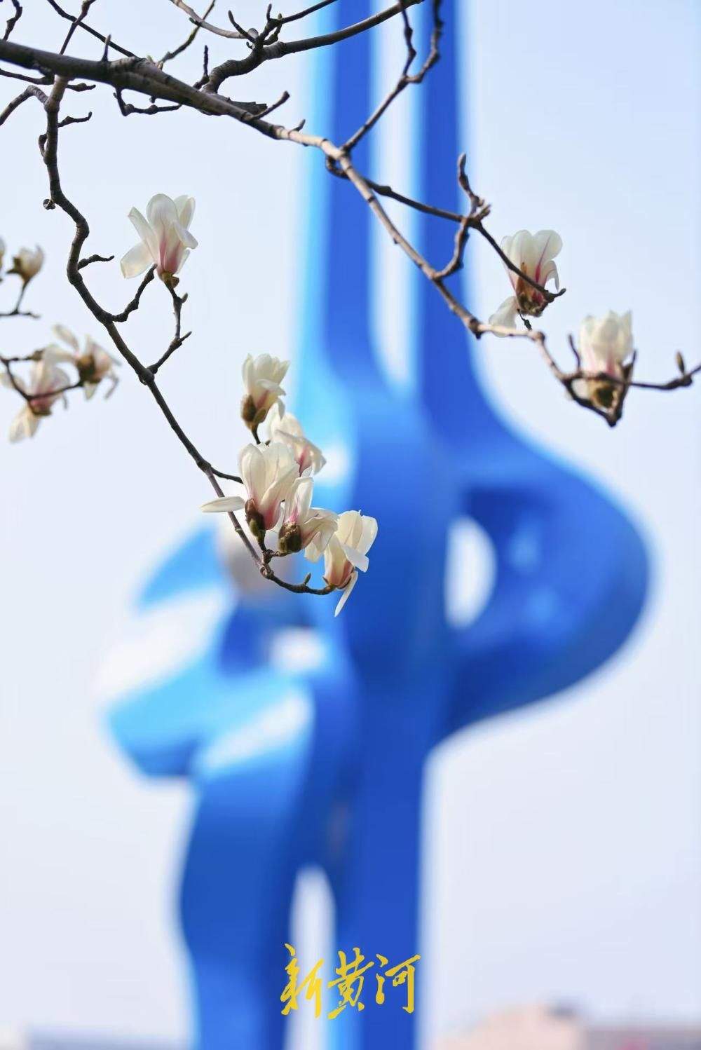 玉兰花开映泉标