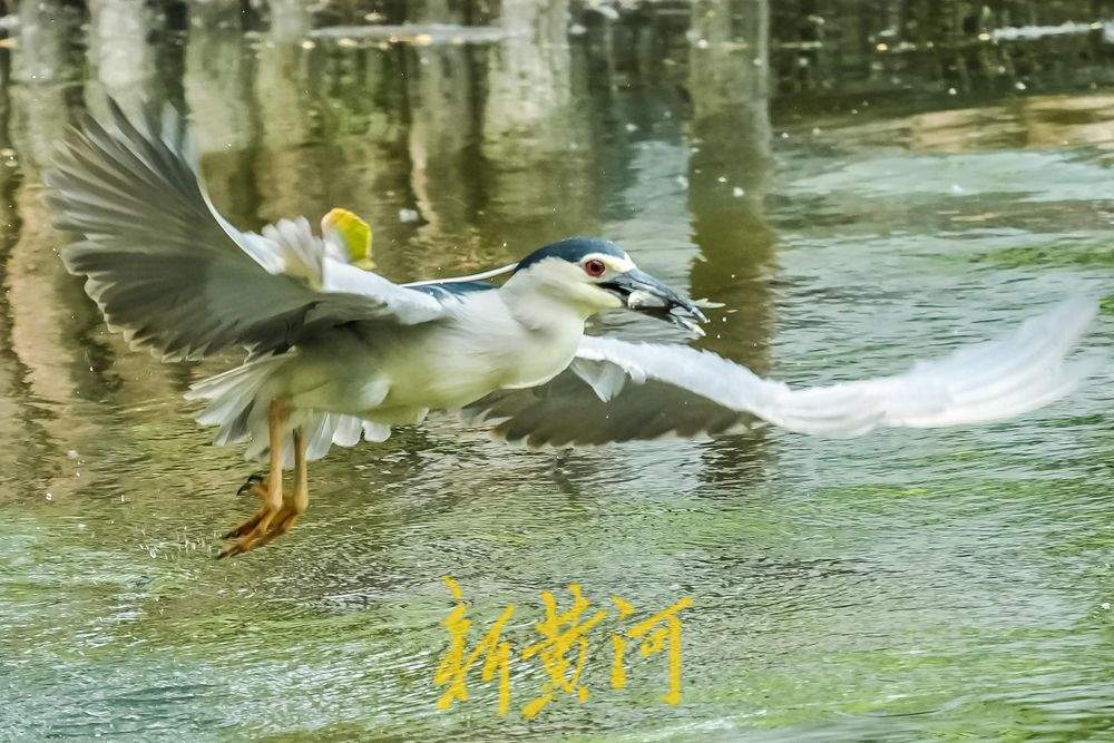 济南大明湖夜鹭翩跹，春意盎然绘就生态画卷