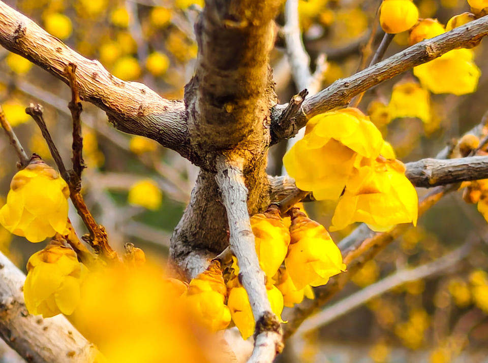 济南千佛山蜡梅园进入最后的赏花期，各品种蜡梅清香扑鼻令人心醉