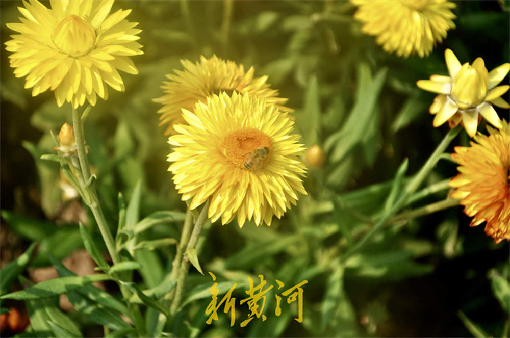 一年四季 泉在济南丨泉城初夏限时美景，灿烂鲜花争奇斗艳