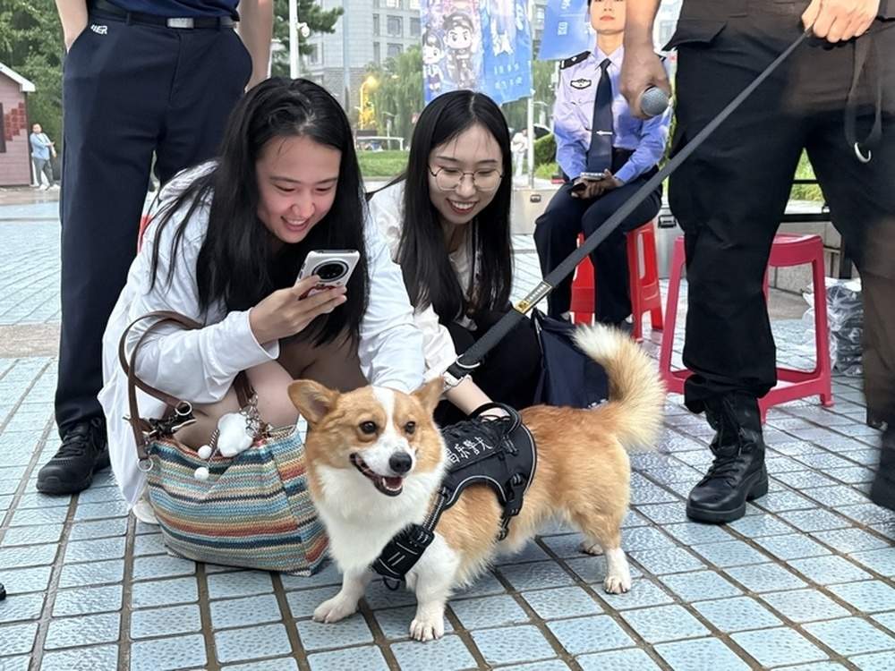 “小短腿”解锁新技能！网红柯基警犬“空降”泉城