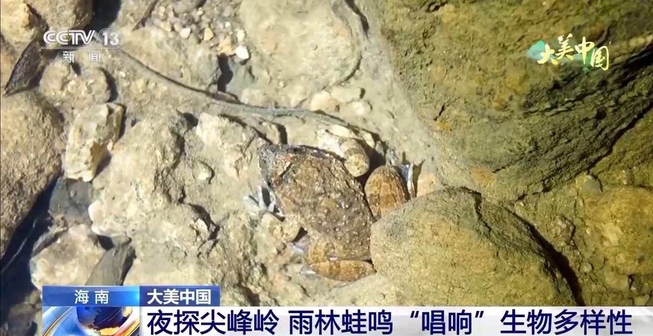 夜探尖峰岭 雨林蛙鸣“唱响”生物多样性