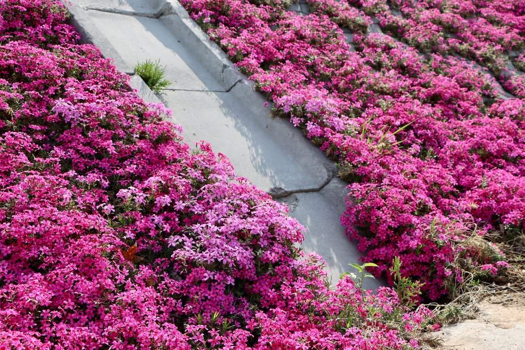 雨后春意浓，芝樱满坡开