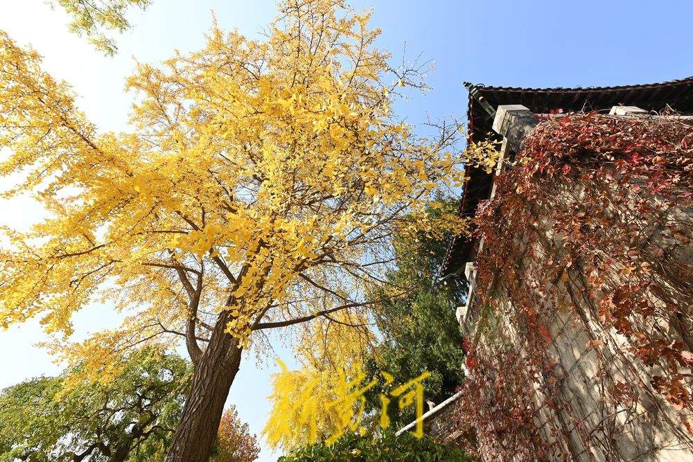 济南大明湖畔银杏树披金衣，市民打卡赏秋景