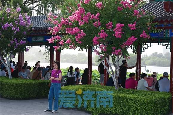 济南大明湖畔“夏紫薇”盛夏迎风开