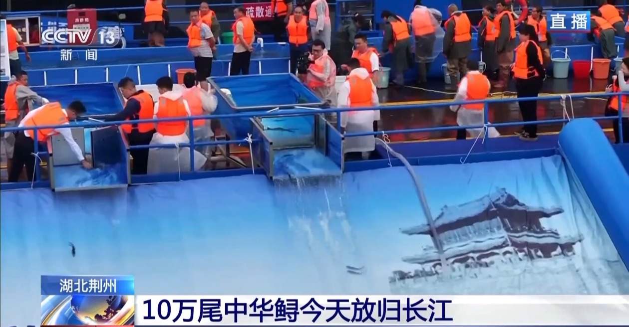 10万尾中华鲟今日放归长江 看“水中国宝”如何养大