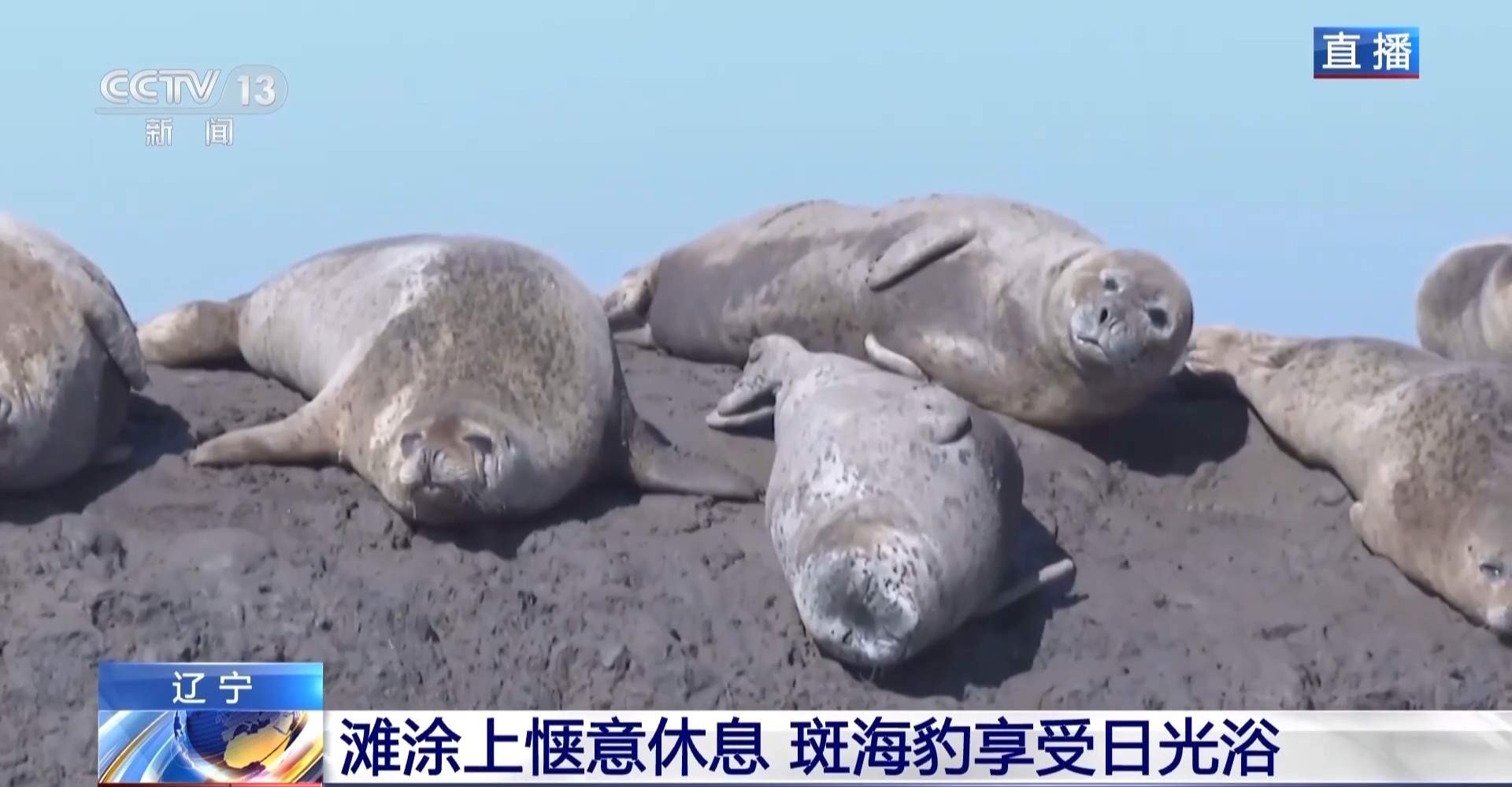 超800只野生斑海豹现身辽东湾