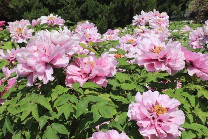 褚晓亮：在菏泽，读懂这封“牡丹来信”