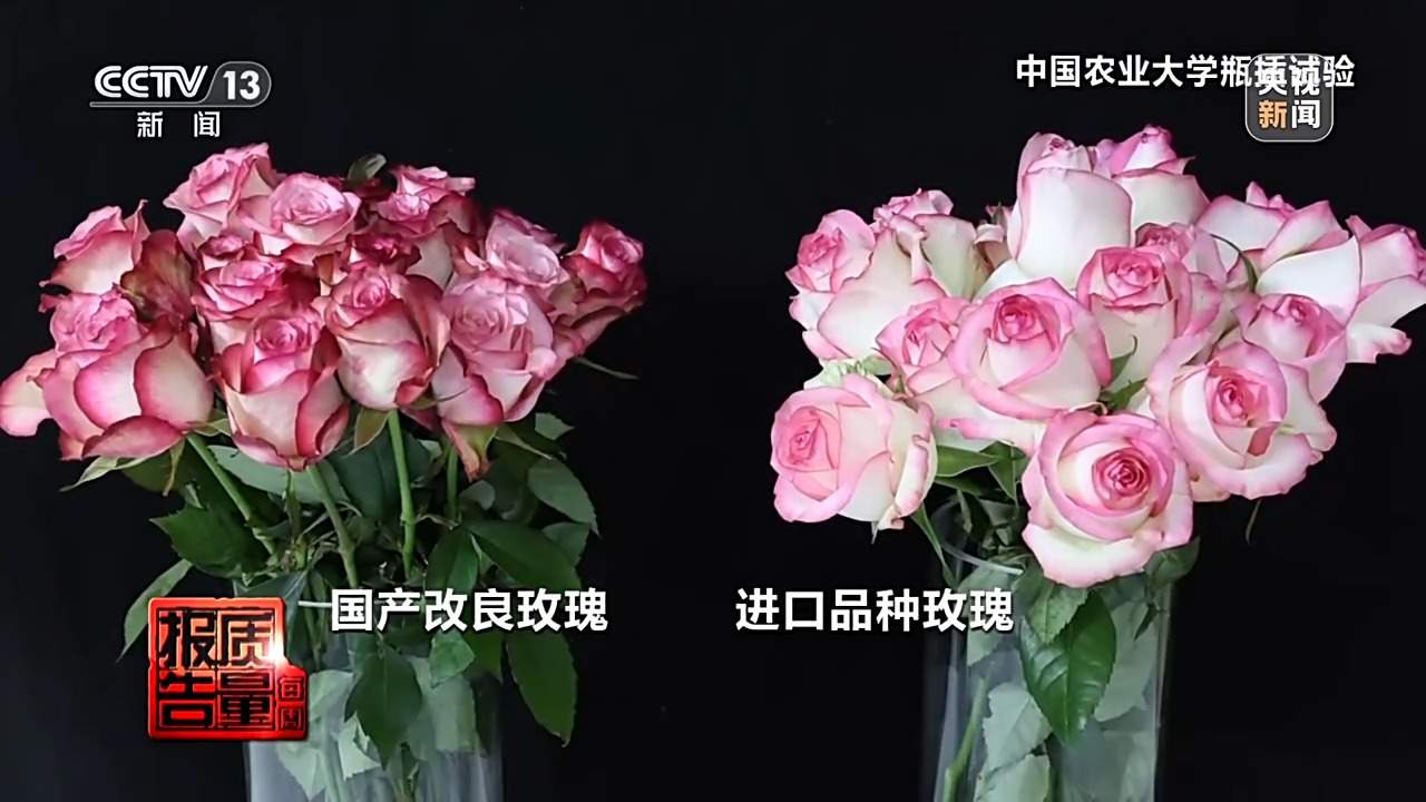 小鲜花大市场,这份美丽的事业正蓄势绽放