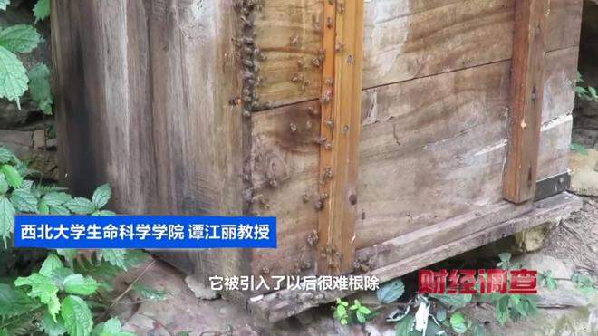 “杀人蜂”遭滥养 有人赚得盆满钵满 央视曝光