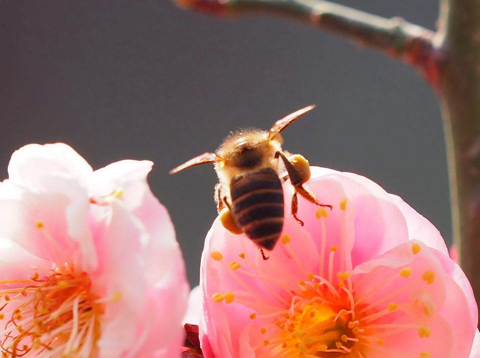 济南惊蛰到，万物复苏百虫闹