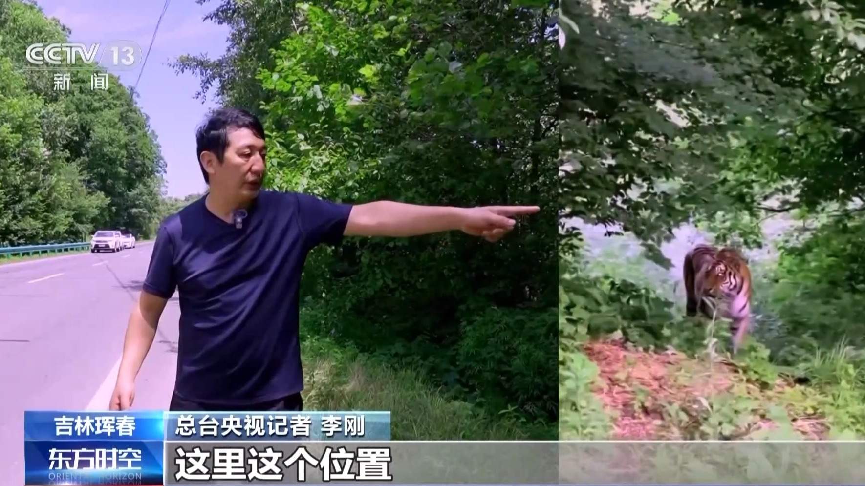 国道上多人“偶遇”同一东北虎 如何守住人虎安全边界？