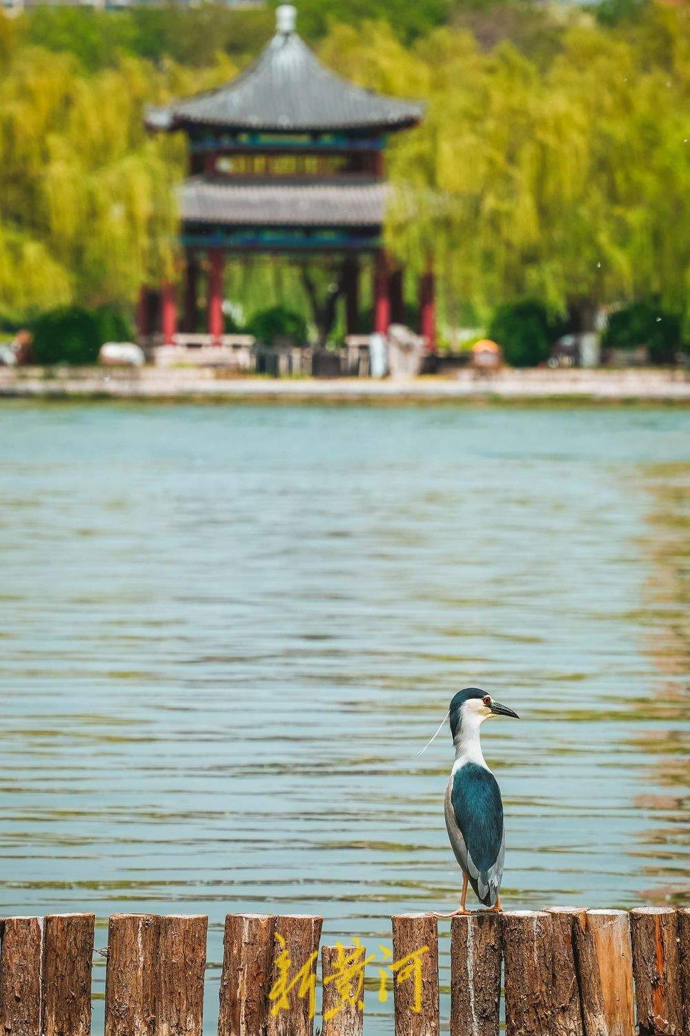 济南大明湖夜鹭翩跹，春意盎然绘就生态画卷
