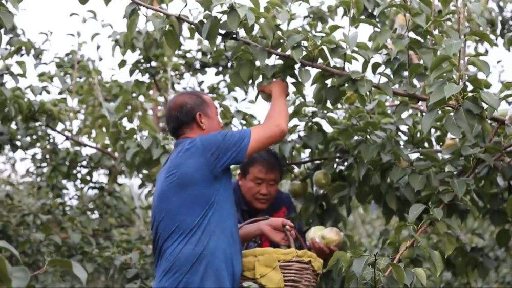 金秋丰收绘新景 乡村振兴谱华章