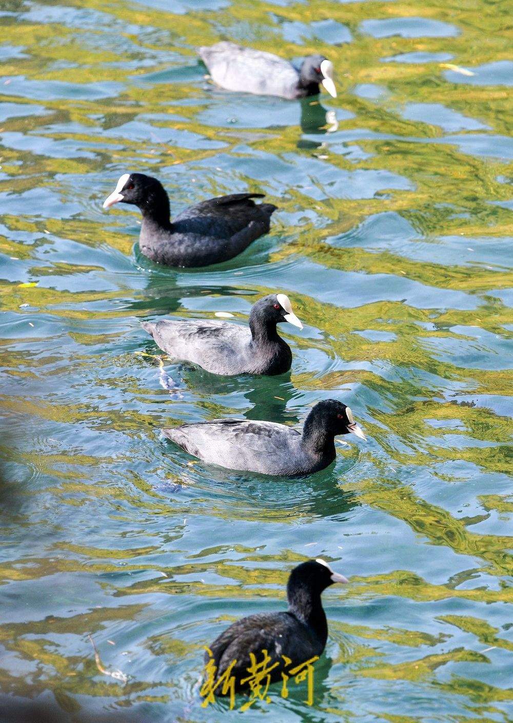 白骨顶鸡逐浪济南大明湖 保护动物见证泉城生态之美