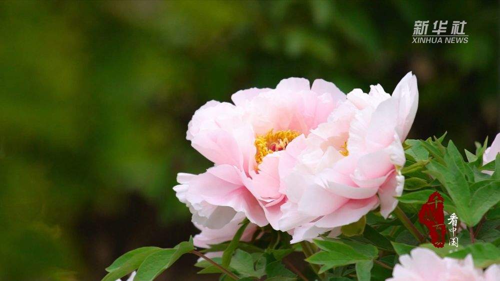 千城百县看中国·赏花季｜山东巨野：牡丹盛开 工笔凝芳