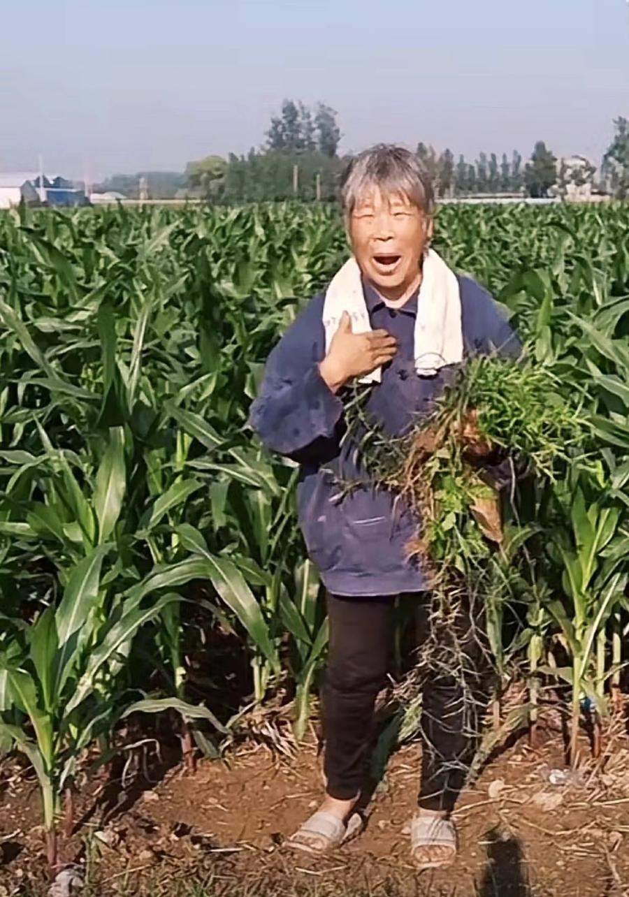山东村晚“网红”大妈：玉米地里独唱的人走到舞台中央