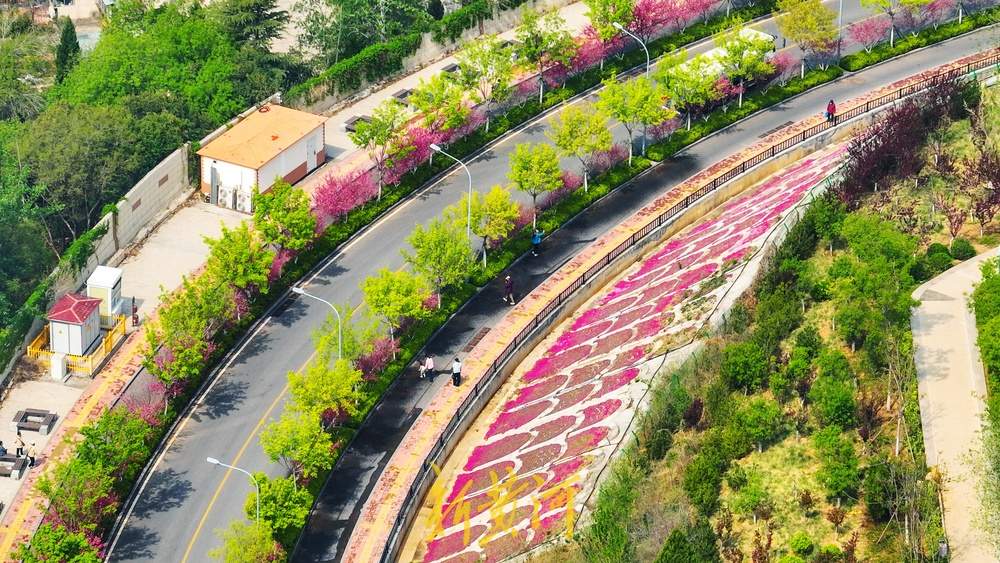 惊艳！鳌角山山体公园现玫红色鱼鳞状花堤
