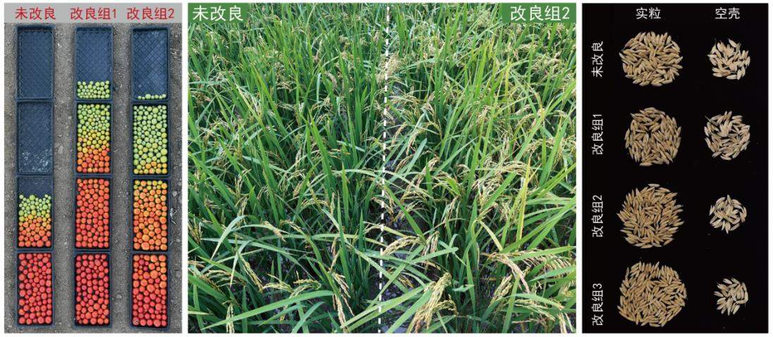 我国科研团队攻克作物花期冷害难题 可挽回低温减产损失