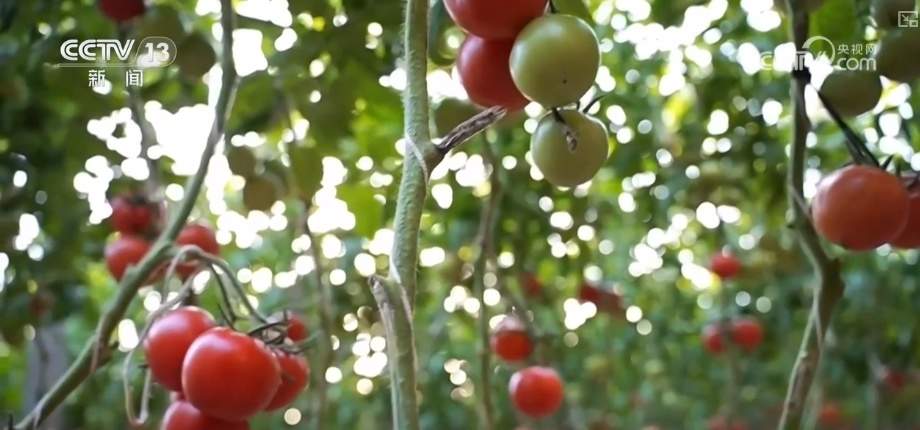 百姓“菜篮子”价优物丰四季安然 多举措有效保障春节供应