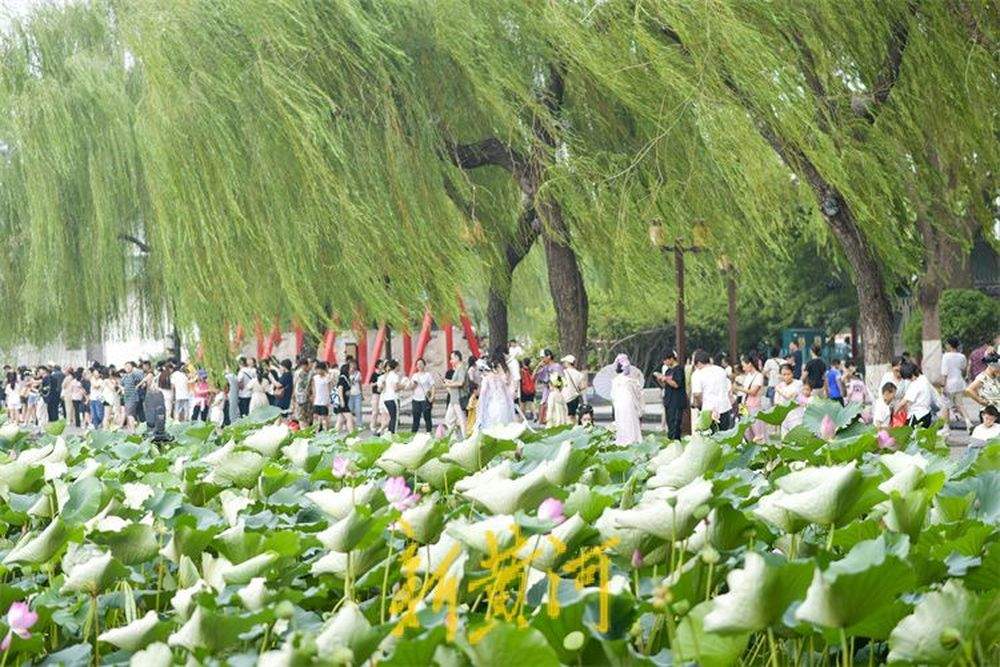 大明湖迎来暑期旅游高峰 赏荷打卡享受清凉一“夏”