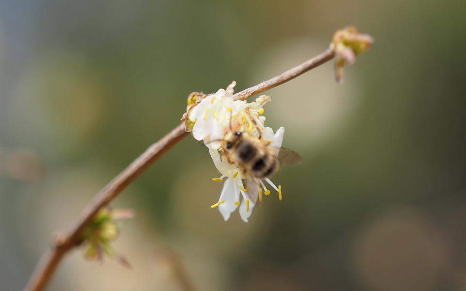 早春大明湖，郁香忍冬静待叶醒