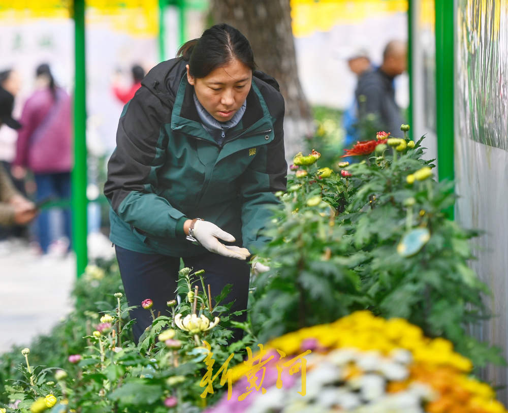 赏菊正当时 第46届趵突泉金秋菊展明日启幕